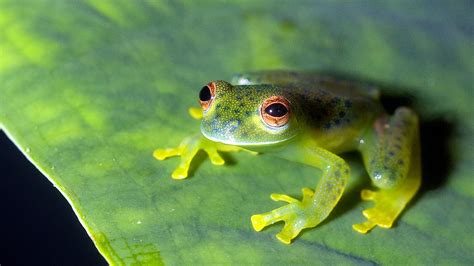 Exotic species in the Amazon rainforest – amphibians - CGTN