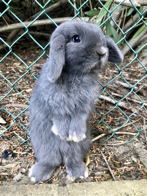 Holland Lop Rabbits For Sale | Anaheim Hills, CA #317270