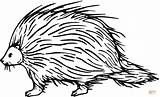 Porcupine 7 coloring page  Free Printable Coloring Pages sketch template