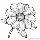 Zinnia Coloring Pages  Free & Printable sketch template