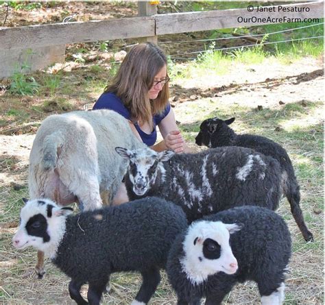 Raising Shetland Sheep: Guide to Starting a Flock | Shetland sheep ...