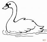 Swan Swimming coloring Page  Free Printable Coloring Pages sketch template