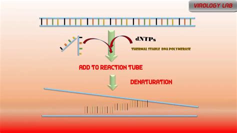 Polymerase Chain Reaction | ANIMATION | PCR - YouTube