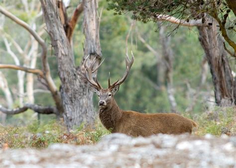 Deer Hunting Maps Victoria - Map Of New Hampshire