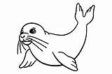 Seal Coloring Page SVG Cut  By Creative Fabrica Crafts · sketch template