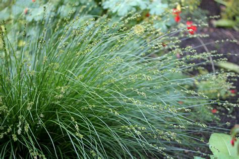 Carex tumulicola (C. divulsa) - Berkeley Sedge - 5 Gallon - PlantClearance.com