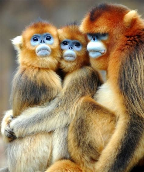 38 best images about Cute Baby Monkeys on Pinterest | Pets, Amazing pictures and Cute little baby