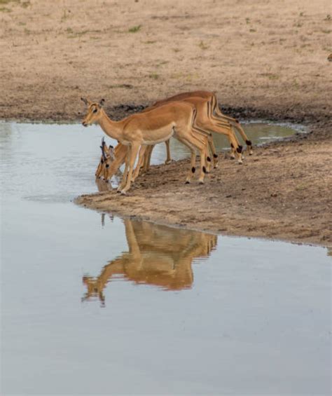 80+ African Dingo Stock Photos, Pictures & Royalty-Free Images - iStock