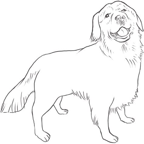 Adorable Simple Golden Retriever Drawings Easy - l2sanpiero