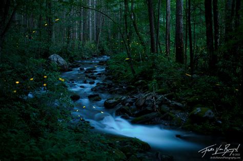 Fairyland | Smoky Mountains, TN | Art in Nature Photography