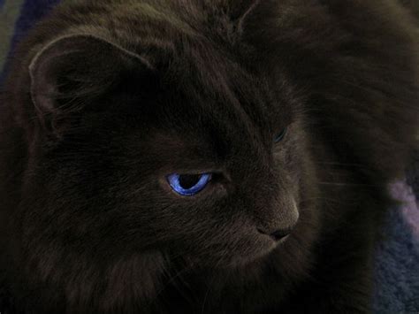 midnight black cat with sapphire blue eyes | Cats, Dragon series, Black cat