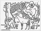 Rainforest Animal Coloring Pages Printable Sketch Page sketch template