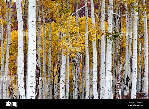 Grove of Aspen trees in late fall or autumn on the La Sal Mountains near Moab Utah USA Stock ...