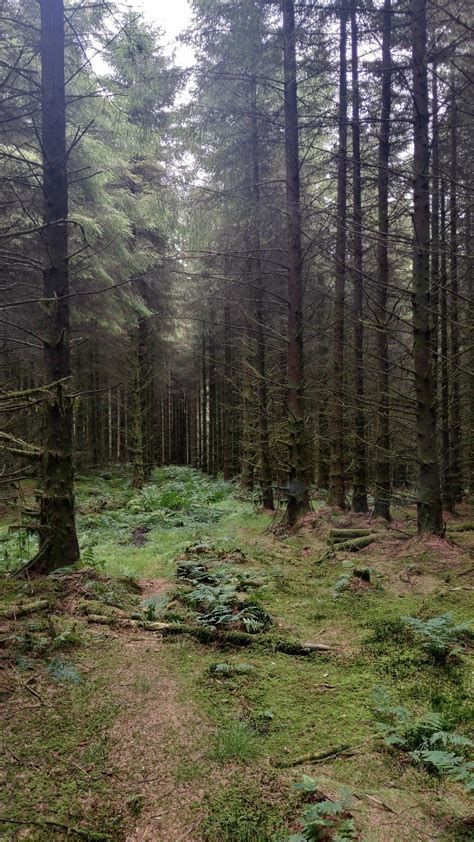 Ballyboley forest, Northern Ireland : r/Outdoors