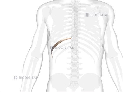 Right tenth rib | BioDigital Anatomy