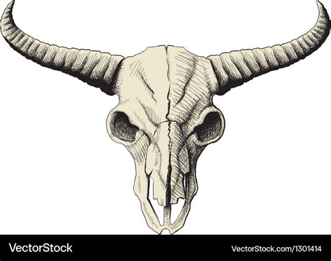 Buffalo skull Royalty Free Vector Image - VectorStock