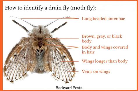 Drain Flies: Identify Them | Find Them | Get Rid Of Them - Backyard Pests