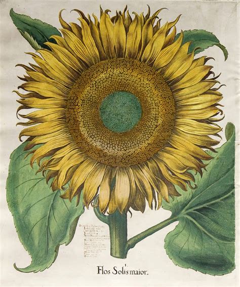 Plant of the Month: Sunflower - JSTOR Daily