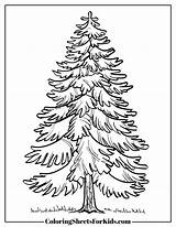 Pine Tree Coloring Pages Free Downloads  Sheets For Kids sketch template