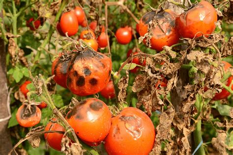 Early Signs of Tomato Blight and How to Manage It - Plant Instructions