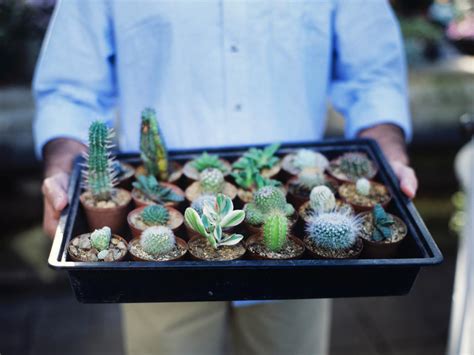 Transplanting and Propagating Succulents | DIY