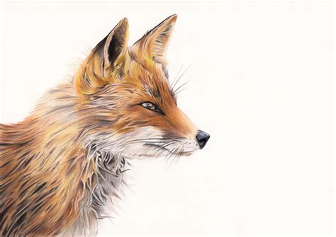 Red Fox Animal Drawing