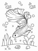 30  Betta Fish Coloring Pages Free Printable PDF JPG PNG & Online sketch template