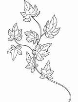 Ivy Coloring Sheet Pages sketch template