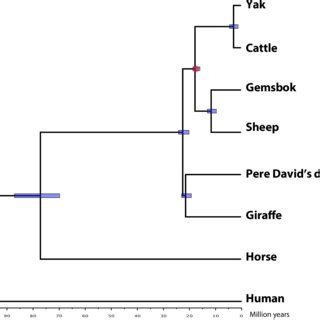 Phylogenetic relationships of the giraffe. Phylogenetic tree ...