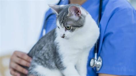 Best Pet Insurance for Cats | What to Keep in Mind, and Plans to Consider