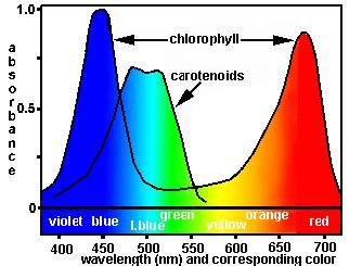 How does the visible light spectrum relate to photosynthesis? | Socratic