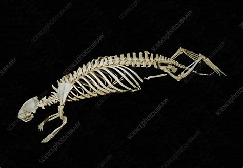 Sea Otter Skeleton - Stock Image - C050/2948 - Science Photo Library