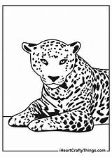 Coloring Jaguar Drawing Sketch Page sketch template