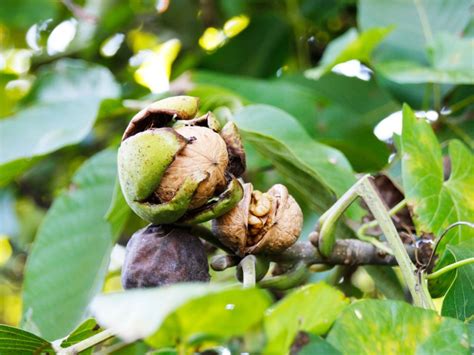 Walnut Tree Care - How To Grow A Walnut Tree