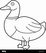 Easy coloring cartoon vector Illustration Of A Brown And Green Duck  sketch template