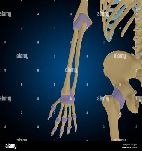 Articular capsule Anatomy For Medical Concept 3D Illustration Stock Photo - Alamy