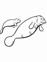 Manatee coloring Pages  SeaColoring sketch template