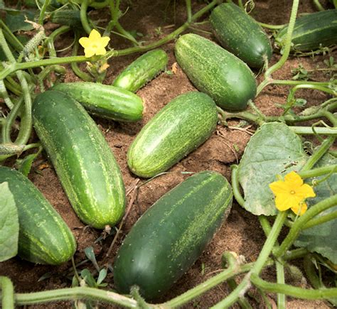 Growing Cucumbers: Simple Steps For Beginners