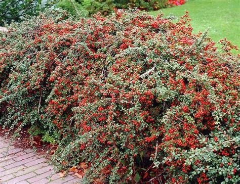 Cotoneaster Apiculatus (Cotoneaster) 'Cranberry' | Bountiful Gardens