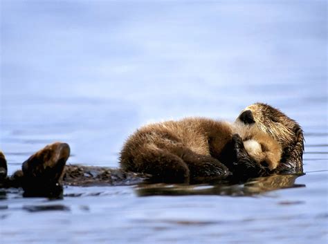 Sea Otter Wallpaper - WallpaperSafari