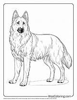 100  German Shepherd coloring Pages Free PDF To Print Woo Coloring sketch template