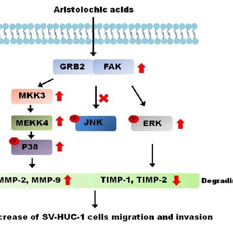 Aristolochic acid-induced cancer behavior in SV-HUC-1 cells. Based on... | Download Scientific ...