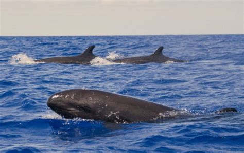 Pico Whale Watching: video, popular tourist places, Satellite map ...