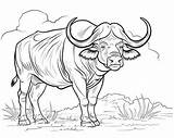 African Buffalo Coloring Pages sketch template
