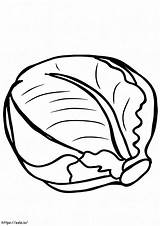 Normal Cabbage 3 coloring Page sketch template
