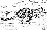 Cheetah coloring Pages To Download And print For free sketch template