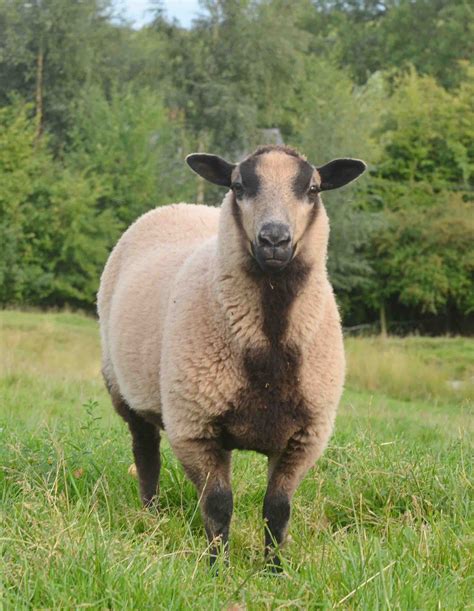 Katmoget ewe lambs for sale | Shetland Sheep Society