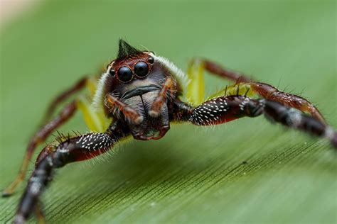 Green Jumping Spider from Cairns QLD, Australia on April 1, 2020 at 05: ...