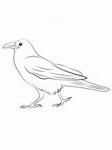 Crow coloring page sketch template