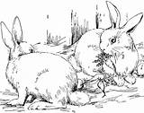Real bunny coloring Pages Download And Print For Free sketch template